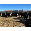 Image 6 : Bircham Ranch - 880# Steers - 194 Head (Piapot, SK)