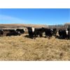 Image 7 : Bircham Ranch - 880# Steers - 194 Head (Piapot, SK)