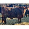 Image 10 : Meyer Cattle Inc. - 820# Steers - 75 Head (Lethbridge, AB)
