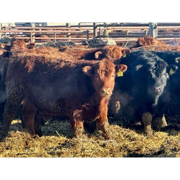 Meyer Cattle Inc. - 820# Steers - 75 Head (Lethbridge, AB)