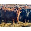 Image 1 : Meyer Cattle Inc. - 820# Steers - 75 Head (Lethbridge, AB)