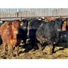 Image 2 : Meyer Cattle Inc. - 820# Steers - 75 Head (Lethbridge, AB)