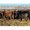 Image 3 : Meyer Cattle Inc. - 820# Steers - 75 Head (Lethbridge, AB)