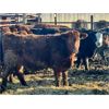Image 6 : Meyer Cattle Inc. - 820# Steers - 75 Head (Lethbridge, AB)
