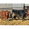Image 7 : Meyer Cattle Inc. - 820# Steers - 75 Head (Lethbridge, AB)