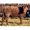 Image 8 : Meyer Cattle Inc. - 820# Steers - 75 Head (Lethbridge, AB)
