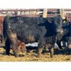 Image 9 : Meyer Cattle Inc. - 820# Steers - 75 Head (Lethbridge, AB)
