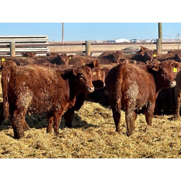 Meyer Cattle Inc. - 720# Heifers - 85 Head (Lethbridge, AB)