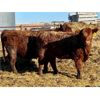 Image 2 : Meyer Cattle Inc. - 720# Heifers - 85 Head (Lethbridge, AB)