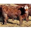 Image 4 : Meyer Cattle Inc. - 720# Heifers - 85 Head (Lethbridge, AB)