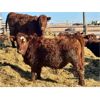Image 5 : Meyer Cattle Inc. - 720# Heifers - 85 Head (Lethbridge, AB)