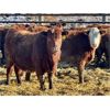 Image 6 : Meyer Cattle Inc. - 720# Heifers - 85 Head (Lethbridge, AB)