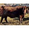 Image 7 : Meyer Cattle Inc. - 720# Heifers - 85 Head (Lethbridge, AB)