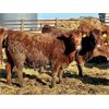 Image 8 : Meyer Cattle Inc. - 720# Heifers - 85 Head (Lethbridge, AB)