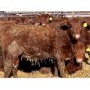 Image 9 : Meyer Cattle Inc. - 720# Heifers - 85 Head (Lethbridge, AB)