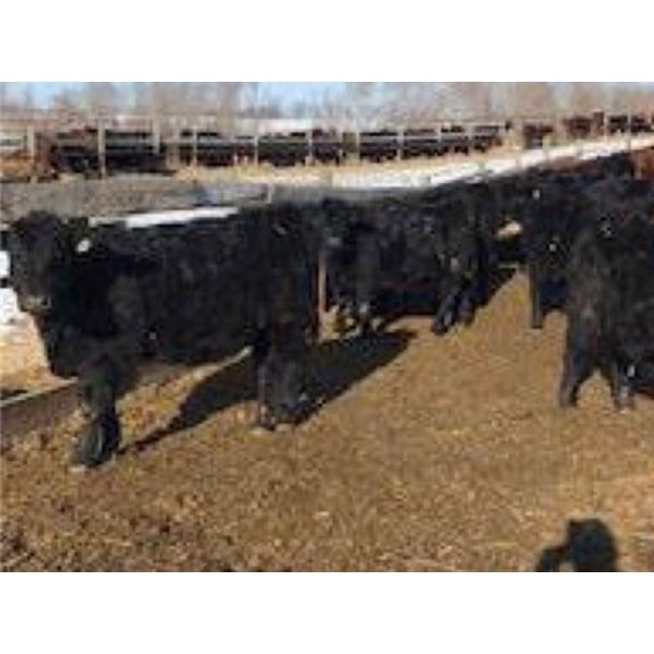 Bar 7 Ranch - 750# Heifers - 80 Head (MacGregor, MB)