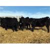 Image 2 : Bar 7 Ranch - 750# Heifers - 80 Head (MacGregor, MB)