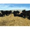 Image 3 : Bar 7 Ranch - 750# Heifers - 80 Head (MacGregor, MB)