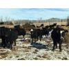 Image 7 : Bar 7 Ranch - 750# Heifers - 80 Head (MacGregor, MB)
