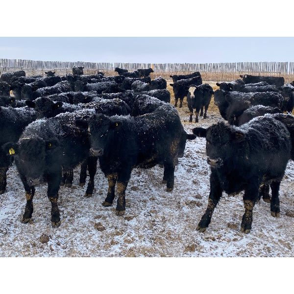 Pedersen Farms - 830# Steers - 150 Head (Scandia, AB)