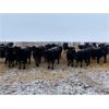 Image 4 : Pedersen Farms - 830# Steers - 150 Head (Scandia, AB)