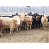 Image 2 : Martee Farm & Ranch - 575# Heifers - 100 Head (Midale, SK)