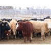Image 3 : Martee Farm & Ranch - 575# Heifers - 100 Head (Midale, SK)