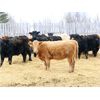 Image 5 : Martee Farm & Ranch - 575# Heifers - 100 Head (Midale, SK)
