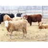 Image 6 : Martee Farm & Ranch - 575# Heifers - 100 Head (Midale, SK)