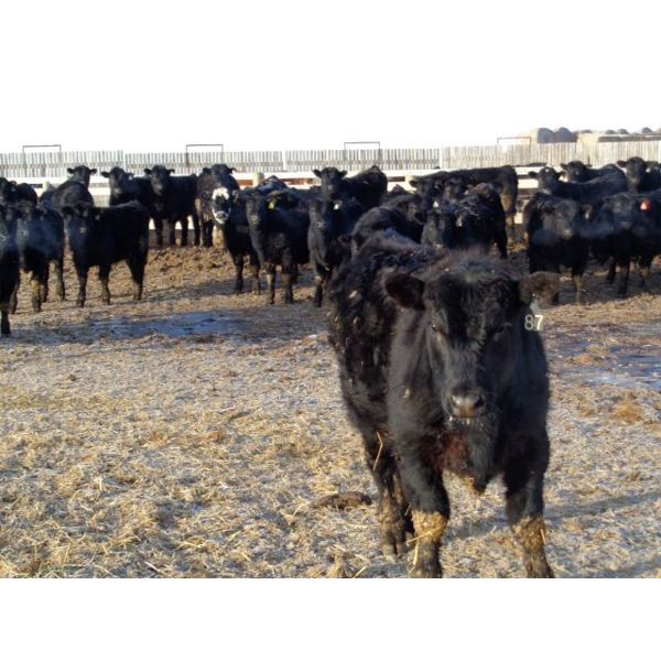 T & S Stock Farms - 815# Steers - 150 Head (Scandia, AB)