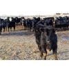 Image 1 : T & S Stock Farms - 815# Steers - 150 Head (Scandia, AB)