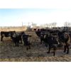 Image 2 : T & S Stock Farms - 815# Steers - 150 Head (Scandia, AB)