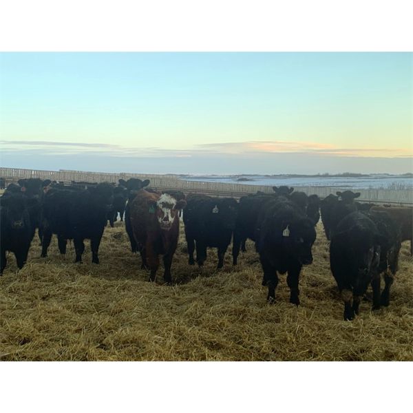 Riverview Farming Co. - 675# Steers - 85 Head (Saskatoon, SK)