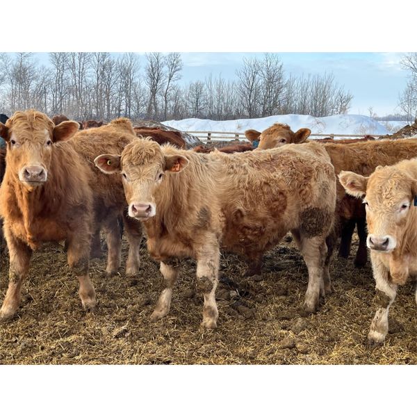 Nevin Bender - 860# Steers - 70 Head (Woodmore, MB)