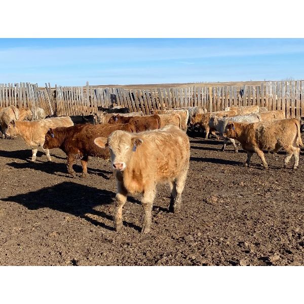 Lowe Ranches - 796# Steers - 105 Head (Nanton, AB)