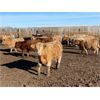 Image 1 : Lowe Ranches - 796# Steers - 105 Head (Nanton, AB)