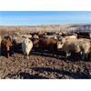 Image 3 : Lowe Ranches - 796# Steers - 105 Head (Nanton, AB)