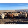 Image 4 : Lowe Ranches - 796# Steers - 105 Head (Nanton, AB)