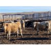 Image 8 : Lowe Ranches - 796# Steers - 105 Head (Nanton, AB)