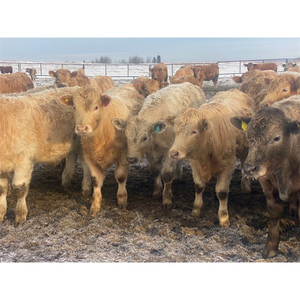 Jeff & Jenise Robertson - 700# Steers - 180 Head (Gainford, AB)