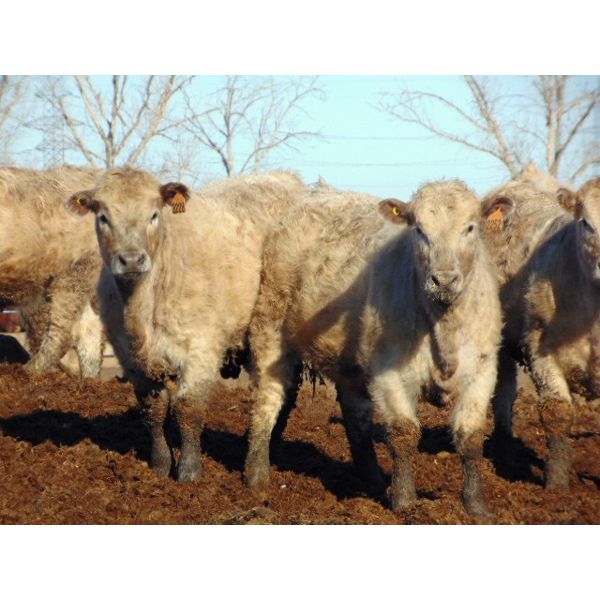 GW Murray Ranches - 825# Heifers - 76 Head (Tilley, AB)