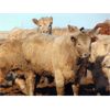Image 5 : GW Murray Ranches - 825# Heifers - 76 Head (Tilley, AB)