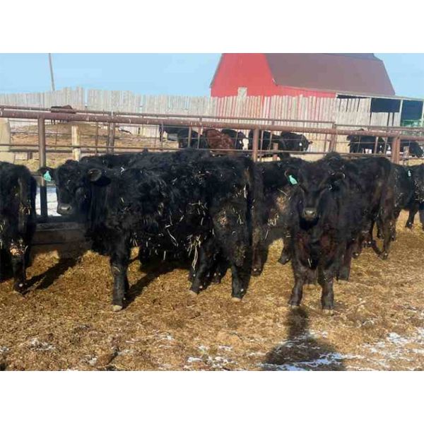 Dallas & Janelle Kappeller - 725# Steers - 80 Head (Beechy, SK)