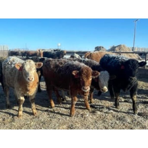 Cunningham Cattle Co. Inc. - 850# Heifers - 300 Head (Rhein, SK)