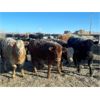 Image 1 : Cunningham Cattle Co. Inc. - 850# Heifers - 300 Head (Rhein, SK)
