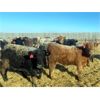 Image 4 : Cunningham Cattle Co. Inc. - 850# Heifers - 300 Head (Rhein, SK)