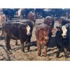 Image 5 : Cunningham Cattle Co. Inc. - 850# Heifers - 300 Head (Rhein, SK)