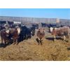 Image 6 : Cunningham Cattle Co. Inc. - 850# Heifers - 300 Head (Rhein, SK)