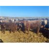 Image 7 : Cunningham Cattle Co. Inc. - 850# Heifers - 300 Head (Rhein, SK)