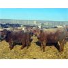 Image 9 : Cunningham Cattle Co. Inc. - 850# Heifers - 300 Head (Rhein, SK)